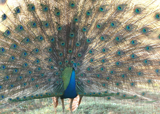 yala village peacock