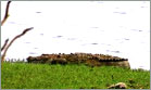 yala village crocodile