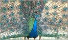 yala village peacock