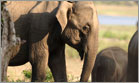 yala village elephant