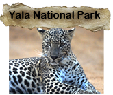 yala national park