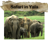 yala village safari