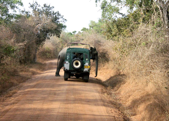Yala National Park Safari