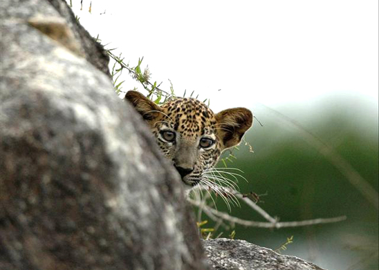 yala village leopards